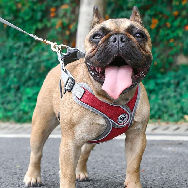 Thumbnail 2 de Wocharm Dogs Breathable Harness M, adjustable leash 🐕