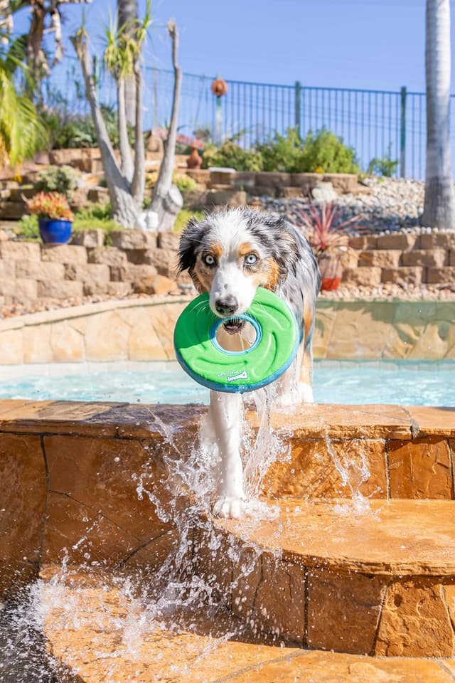 Thumbnail 1 de Chuckit Zipflight Taille M frisbee pour chien
