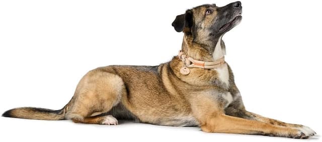 Detalle 2 de HUNTER Hundehalsband Malia apricot/Natur, aus Tau & Leder, Größe 65 (Made in Germany)