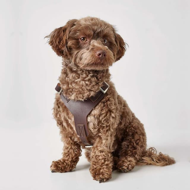 Thumbnail 4 de HUNTER AALBORG Leder Geschirr XS 38â52 cm đŸ