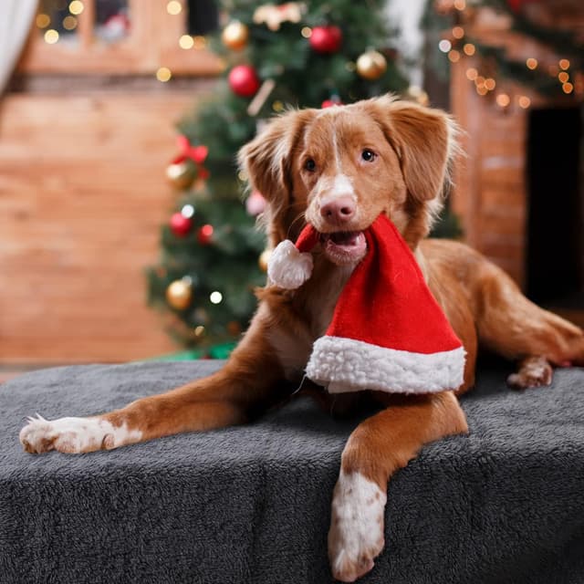 Thumbnail 6 de Nobleza couvertures en peluche pour chiens et chats lavables gris 80 x 80 cm