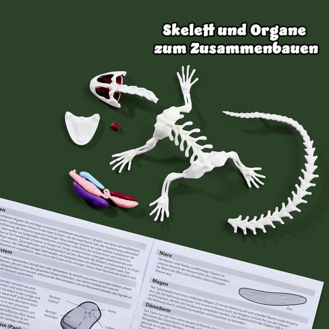 Thumbnail 2 de Scout Dissect-It Salamandre à disséquer 14 cm 🐸