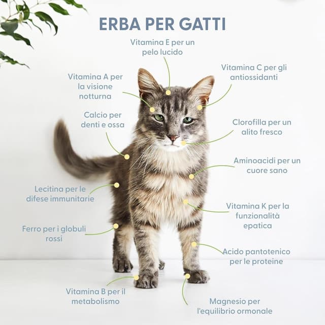 Detalle 1 de Erba per gatti da interno, kit da 3