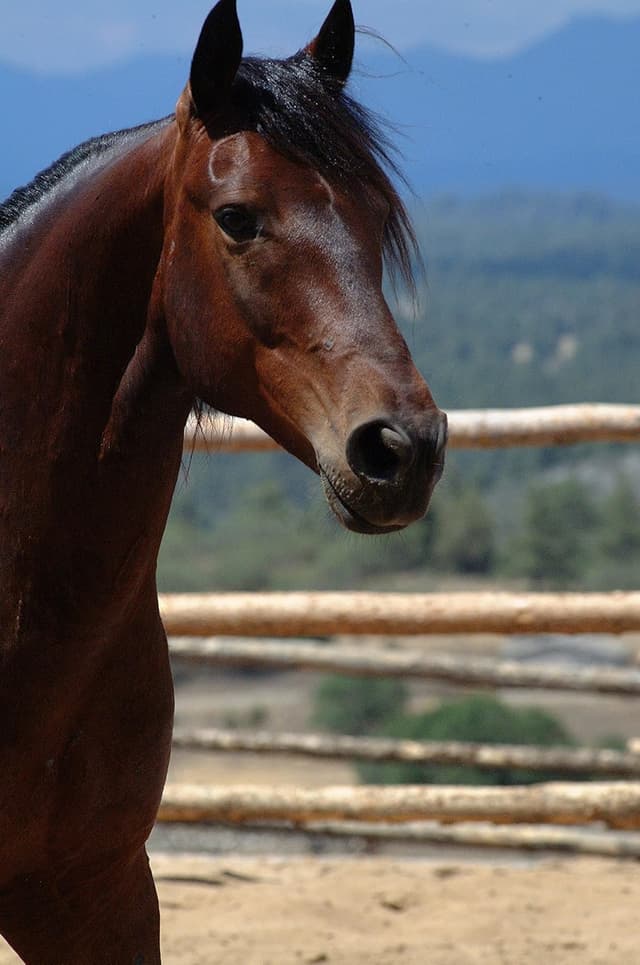 Thumbnail 2 de Wahl Brosse toilettage rigide pour cheval đŽ