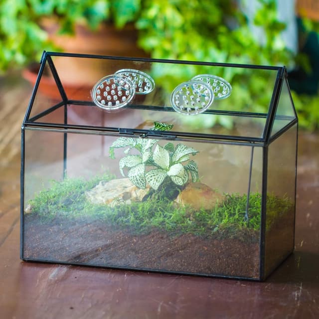 Detalle 1 de NCYP glass terrarium box 26x15x21 cm