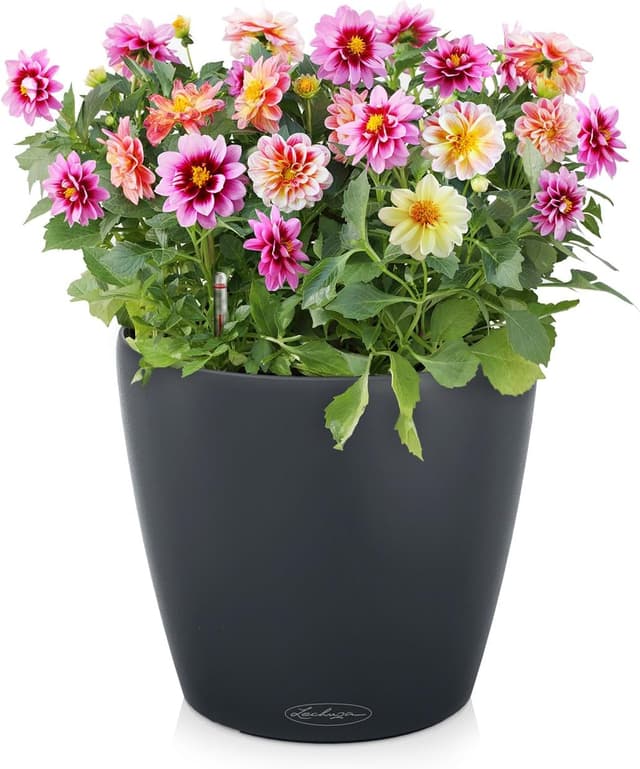 Detalle 2 de LECHUZA CLASSICO Color 21 schiefergrau 13184