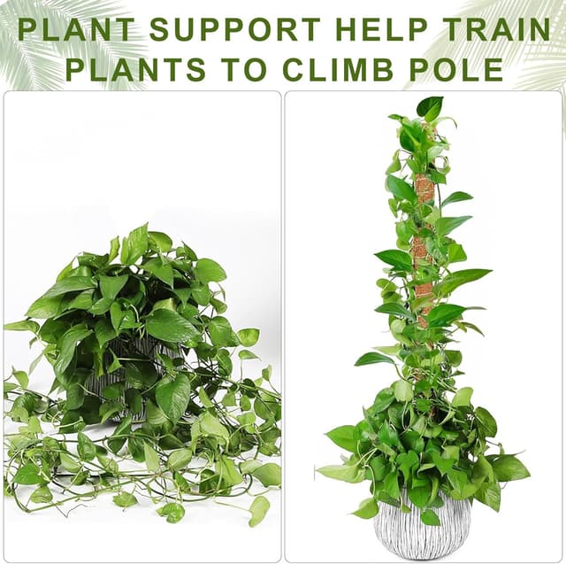 Thumbnail 4 de Joaercs Moss Pole 60 cm plant support for climbers