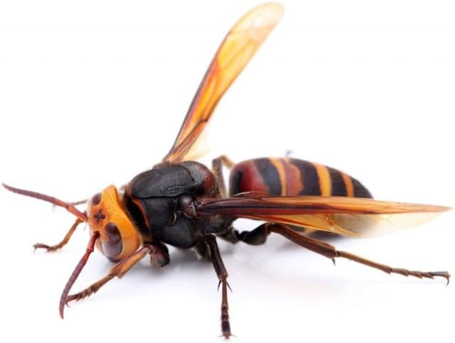 Detalle 2 de BSI Potente trappola per vespe e calabroni, riutilizzabile e adatta anche ai calabroni asiatici