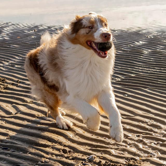 Detalle de Ferplast CHEWA Boing Balle pour chien (8 cm) – balle rebondissante et flottante, matériau durable et non toxique