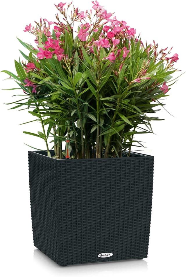 Detalle 2 de LECHUZA CUBE Cottage 50 graphitschwarz