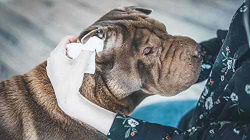 Thumbnail 4 de Vetocanis - Toallitas Limpiadoras Naturales para Mascotas 🐾