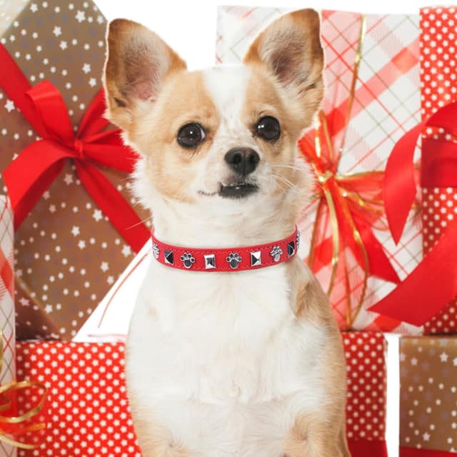 Thumbnail 6 de SCENEREAL Leather Dog Collar S 11-14 in