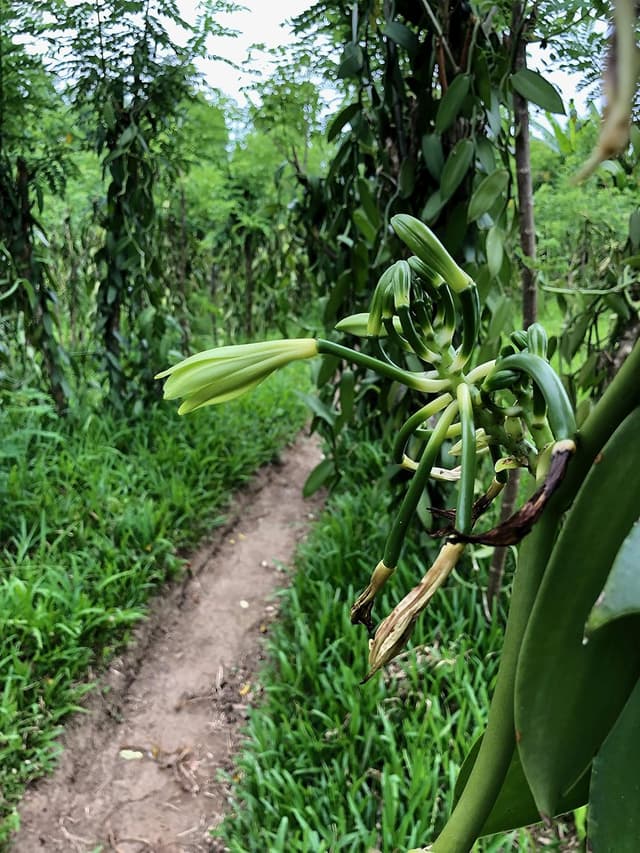 Thumbnail 5 de InterVanilla BIO Bourbon Vanillepulver 50g