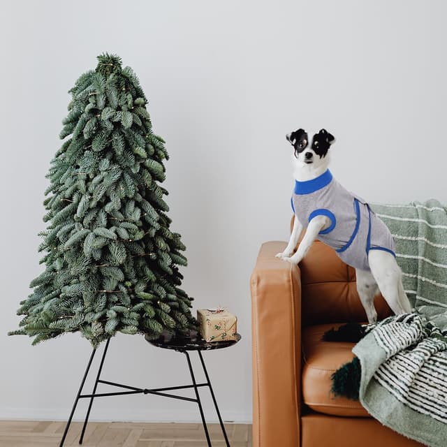 Detalle de Kuoser Dog Surgery Recovery Suit (Grey) – soft dog recovery onesie as an e-collar alternative