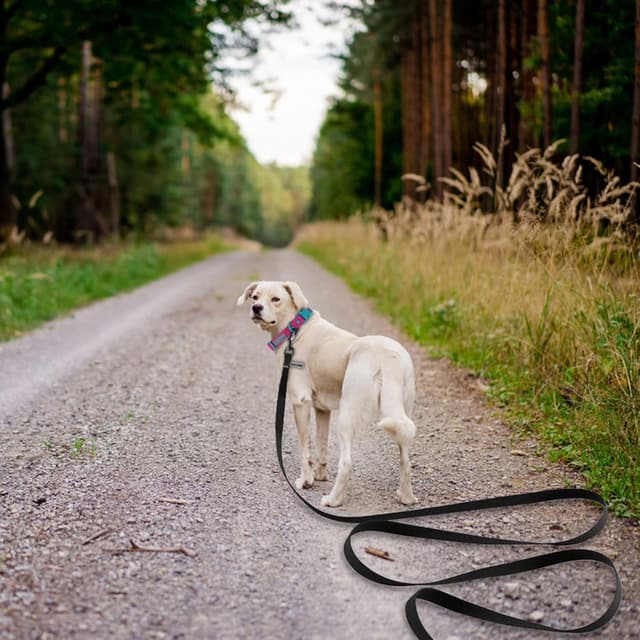 Detalle 2 de Wolfone Black 9m Long Line Lead for Recall 🐕