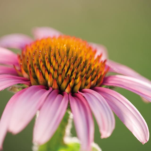 Thumbnail 5 de Weleda Arnica Echinacea polvere 20g