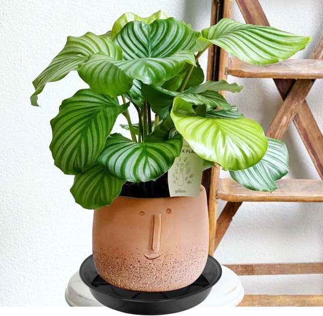 Thumbnail 3 de NIMYAU Large Plant Saucer 14 Inch 🌱