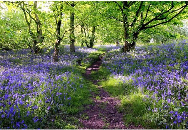 Imagen de Aoihrraan Lavendel Hintergrund 2,2x1,5m en OfertitasTOP