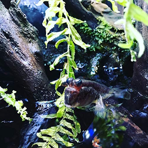 Thumbnail 4 de Seachem Prime - Acondicionador de Agua 100 ml 💧