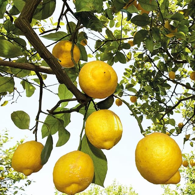 Thumbnail 5 de Weleda Desodorante Citrus 100 ml, natural y vegano