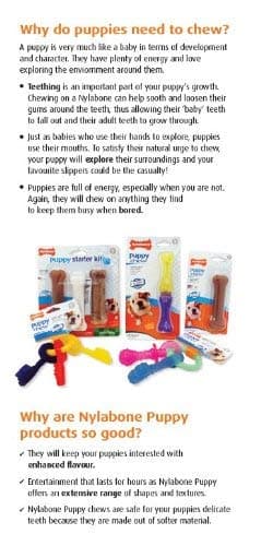 Detalle 2 de Nylabone Puppy Starter Kit: kit inicial para cachorros