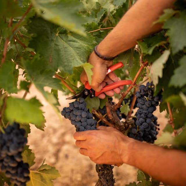 Thumbnail 3 de Protos Crianza Estuche 2 Botellas de Vino Tinto 🍷