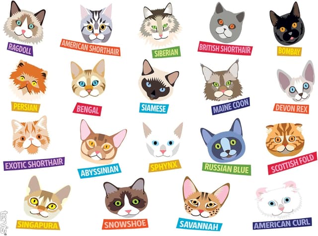 Detalle de Tervis Flat Art Cats Double-Walled Insulated Tumbler Travel Cup, 24oz (Clear)