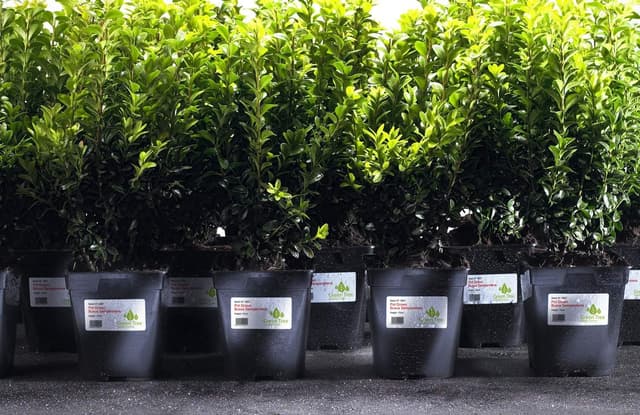 Detalle 2 de Avery 240 – Étiquettes ultra-résistantes personnalisables polyester (63,5 x 33,9 mm) pour impression jet d’encre