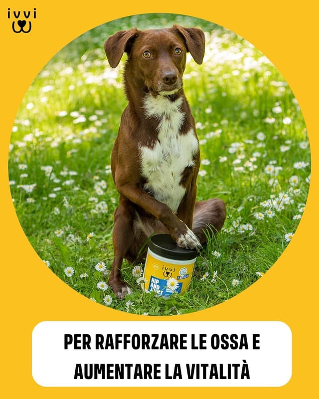 Detalle de IVVI Hip & Joint compresse altamente concentrate per articolazioni del cane in snack con cozza dalle labbra verdi, glucosamina, condroitina e MSM