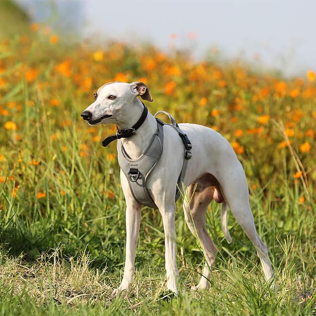 Thumbnail 6 de Adjustable Reflective No Pull Dog Harness with Front Clip and Back Handle (TLH6071) – Grey