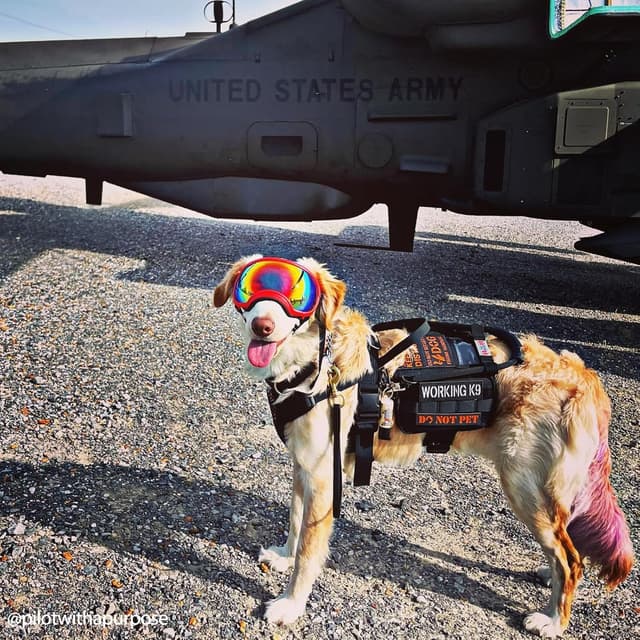 Thumbnail 2 de OneTigris Service Dog Vest Harness with Cape & MOLLE Pouches (Black, M)