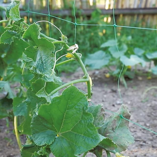 Thumbnail 3 de TENAX Flora 2,00x10 m Malla para trepadoras