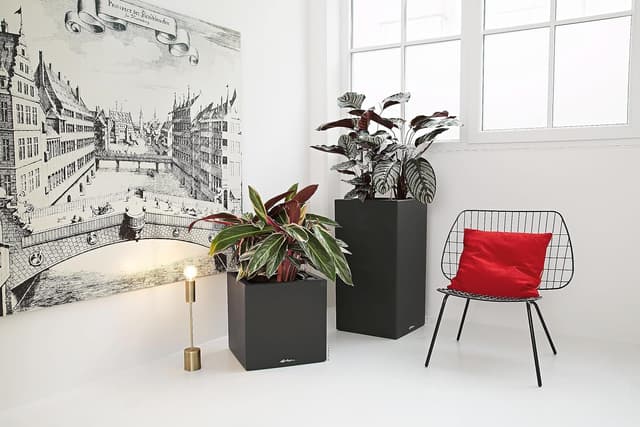 Thumbnail 6 de Lechuza Canto Color 30x30x30cm Komplettset graphitschwarz