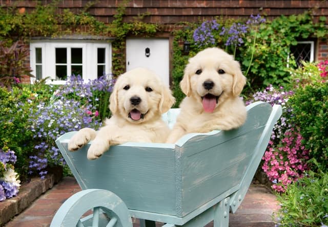 Detalle de Ravensburger Puzzle Adulte 200 pièces Golden – Bien-être, pièces épaisses et support inclus