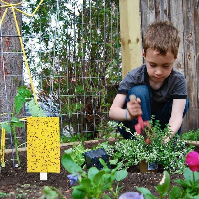 Detalle de BestTrap Yellow Sticky Fly Traps (Fly Paper Stickers) Dual-Side, 20-Pack (6x8 inches, twist ties included)