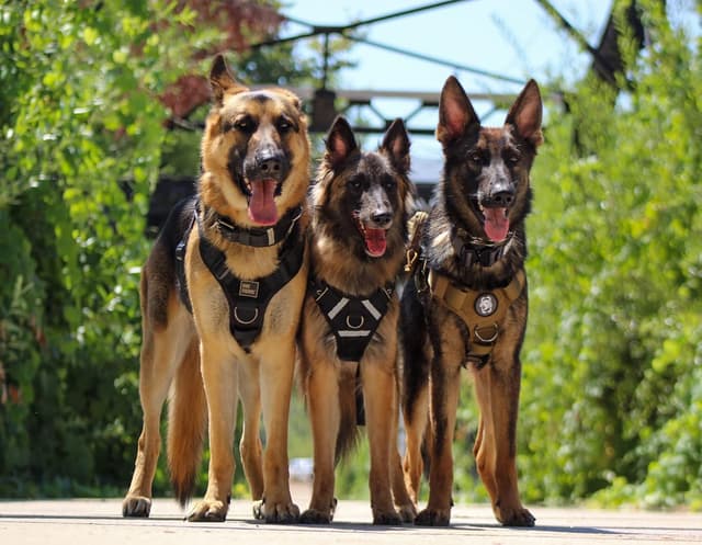 Thumbnail 6 de OneTigris Large Tactical Dog Harness (No Pull) – Adjustable Vest with Handle, 2 Leash Clips and Hook & Loop Patches, Black (M)