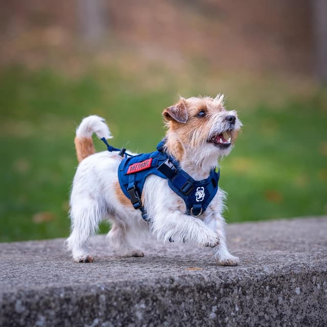 Detalle 2 de OneTigris FIRE WATCHER imbracatura tattica per cani in nylon 1000D con 1 manico e 2 anelli a D (taglia XS, grigio)