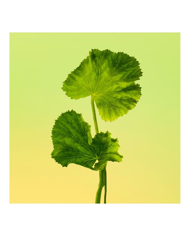 Thumbnail 6 de Calvin Klein Eternity perfume 200 ml