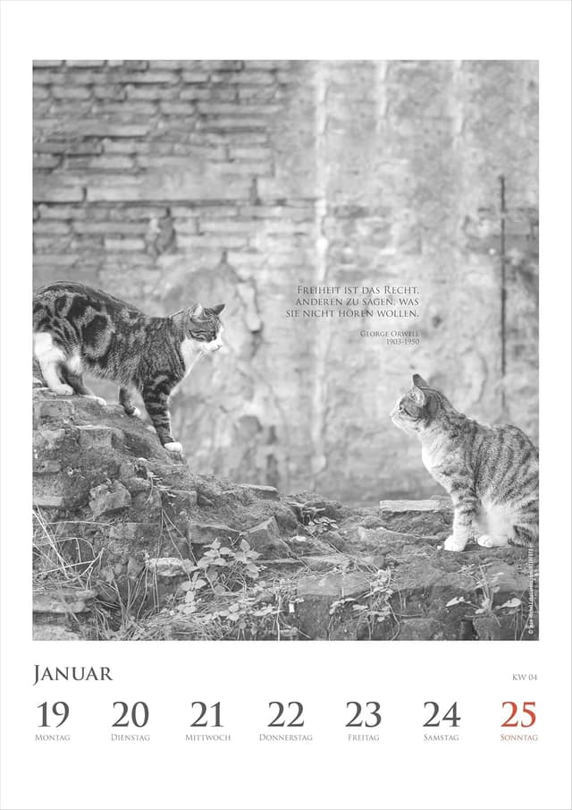Thumbnail 4 de Alpha Edition Katzenkalender 2026 Wochenkalender