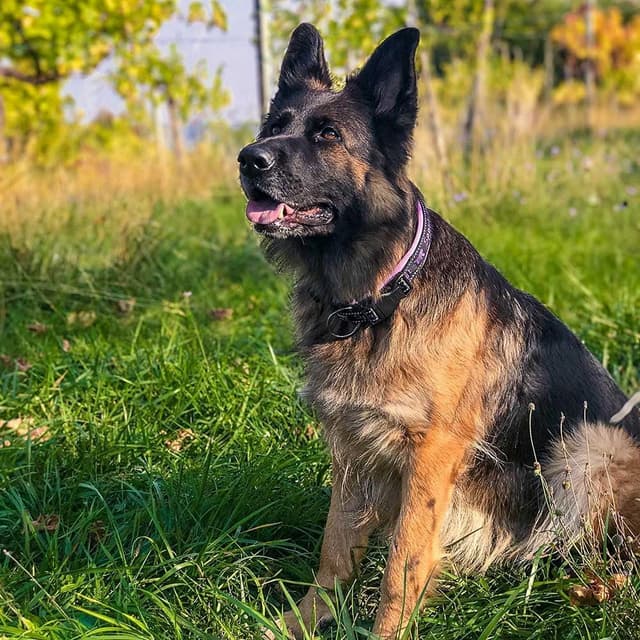 Thumbnail 1 de Ferplast SPORT DOG collare per cani 2,5 cm (45–55 cm)