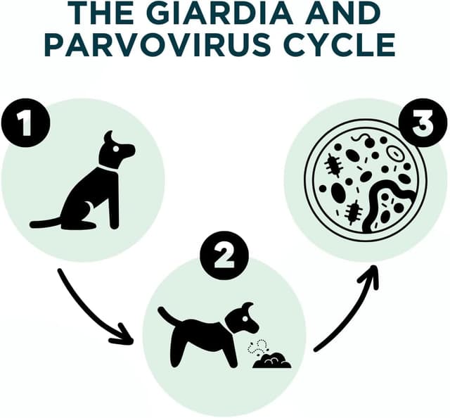 Detalle 1 de AccuDoctor Test Giardia e Parvovirus 2X