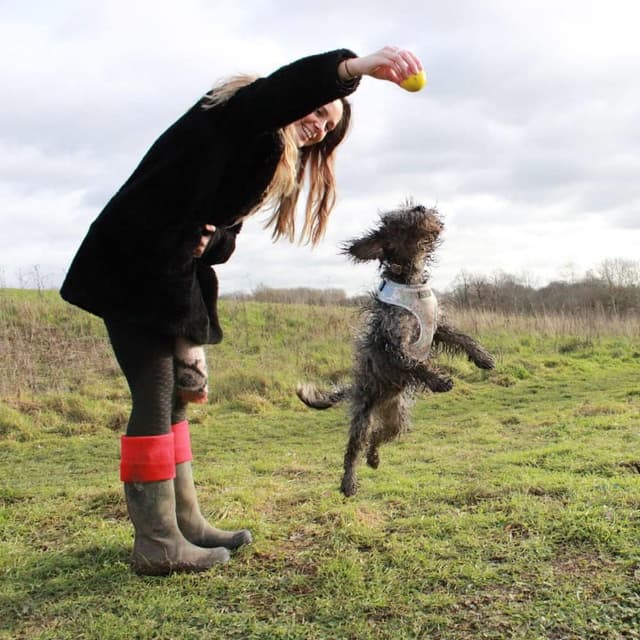 Detalle de SPORTSPET High Bounce Natural Rubber Dog Balls (6 Pack, 60mm)