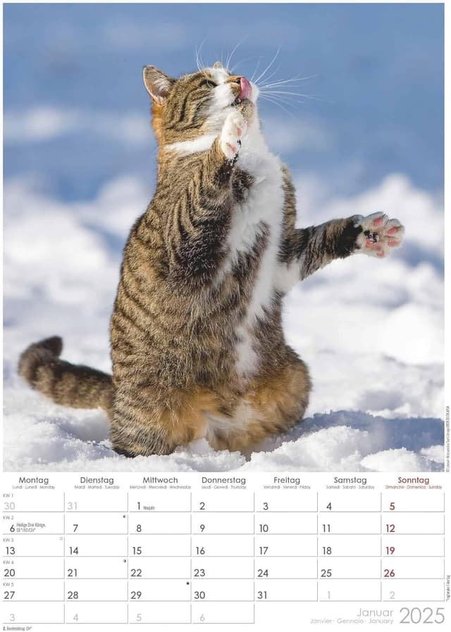 Thumbnail 2 de Alpha Edition Tatzentiger 2025 Wandkalender 29,7x42 cm