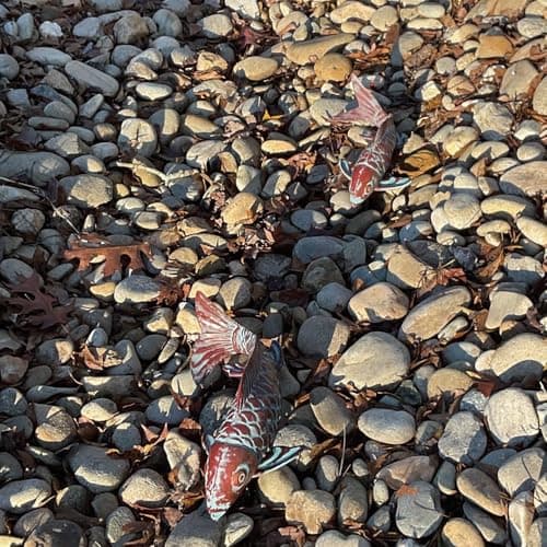 Thumbnail 5 de CLYB Juego de 2 estatuas Peces koi de cobre