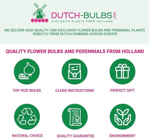 Thumbnail 7 de Collection Pivoines Passion 3 racines ⚙