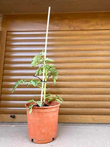 Thumbnail 6 de Mendi 40 Tuteur bambou 70 cm ⚙