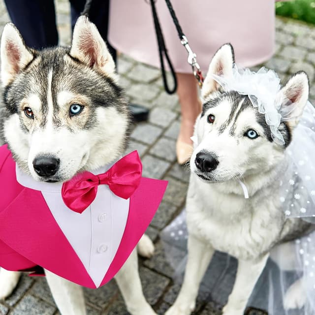 Thumbnail 6 de AOFITEE Dog Tuxedo Formal Suit and Bandana Set with Detachable Bow Tie