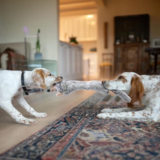 Thumbnail 6 de Lot de 5 jouets couineurs pour chien SHARLOVY en peluche froissée (sans rembourrage)