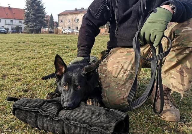 Thumbnail 4 de Dingo Gear Schutzarm Extern Hard Nylcot