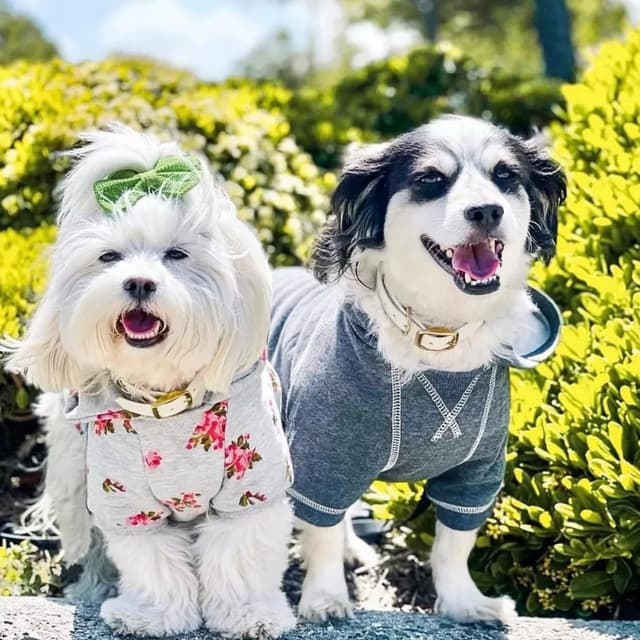 Thumbnail 6 de Blueberry Pet Essentials Dog Hoodie (Charcoal Grey) – Cotton-Blend Hooded Sweatshirt for Small Dogs